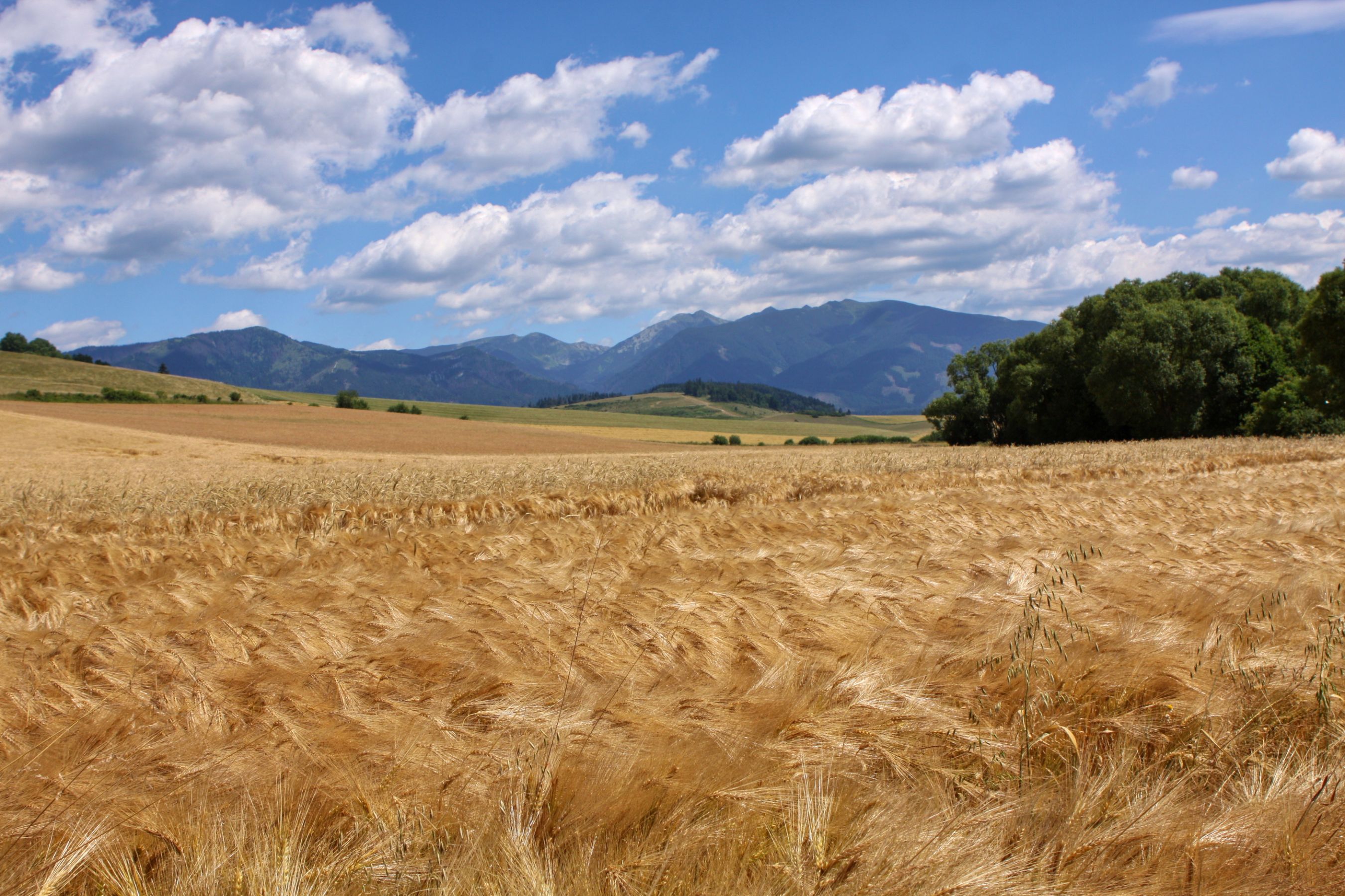 Pole u Tatry